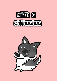 with a chihuahua
