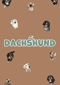 dachshund6 - caramel