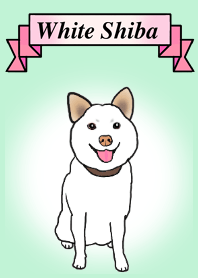 White Shiba: HANA-chan