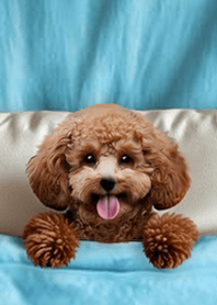 療癒趣味蓋棉被狗勾-紅貴賓犬1H 天藍色