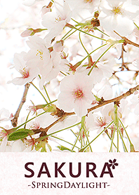 SAKURA - Spring Daylight -
