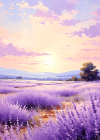 Vast lavender fields Vol.1