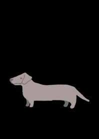 Dachshund dog