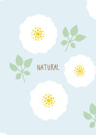 round white flowers leaves16 from Japan