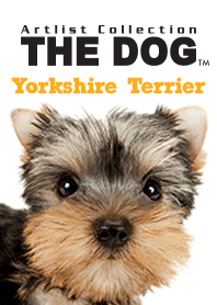 THE DOG Yorkshire Terrier