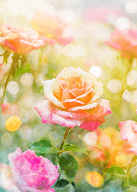 Beautiful rose flower(R2705)