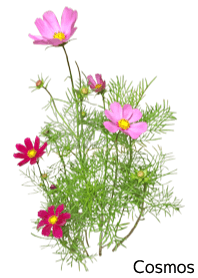コスモスの着せかえ