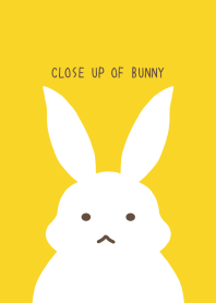CLOSE UP OF BUNNY/YELLOW