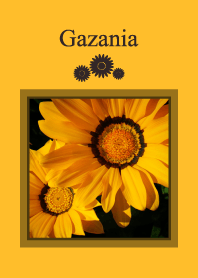 Gazania