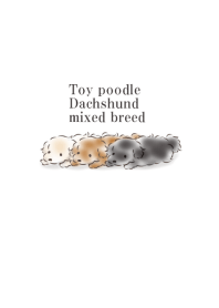 toy poodle and dachshund mixed breed.