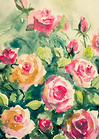 Beautiful rose flower(R4414)