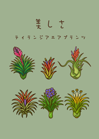 エアプラントの開花(灰緑色)