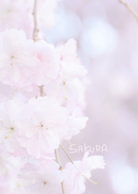 Japanese SAKURA Theme 2