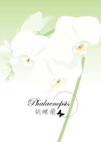 Phalaenopsis(flowers)