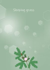 May birth flower,Sleeping grass.