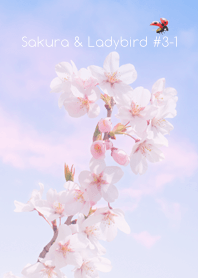 Sakura & Ladybird #3-1