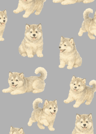 Alaskan Malamute puppy2 white