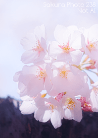 Sakura Photo 238 Not AI
