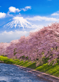美麗的富士山和櫻花