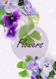 Viola flowers sway lightly6
