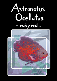 ruby red oscar(astronotus ocellatus)JP