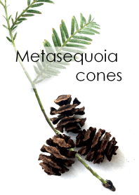 Metasequoia cones