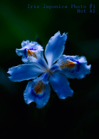 Iris Japonica Photo #1-6 NotAI