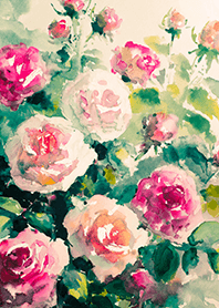 Beautiful rose flower(R4118)