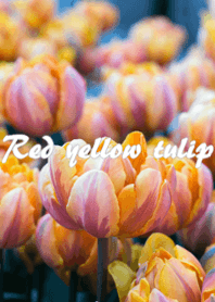 Red yellow tulip