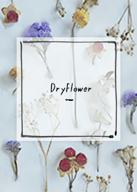 dryflower - light blue