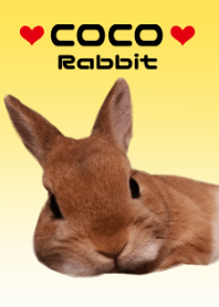 Rabbit -COCO-2