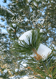 Winter in Calgary (20)