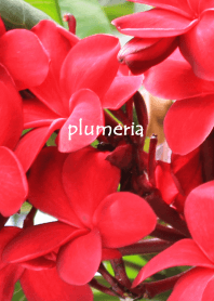 Hawaiian Plumeria red flower theme