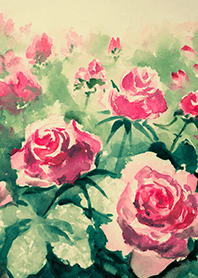 Beautiful rose flower(R4392)