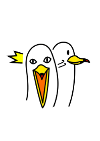 Black-tailed Gull 2 JPN