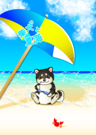 柴犬と夏海（黒柴）#cool