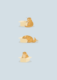 แมวชอบกล่องยา