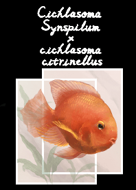 blood parrot cichlid