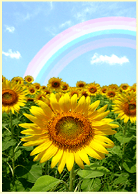 sunflower in the sky!16#cool