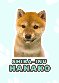 Shiba Inu Hanako [PhotoTheme*a28*]