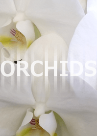 ORCHIDS-蘭