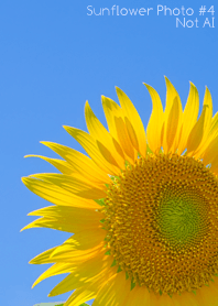 Sunflower Photo #4-7 NotAI