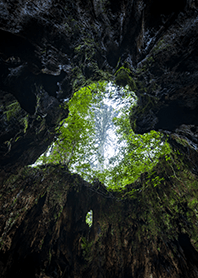 恋愛運上昇！隠れたハートの切り株