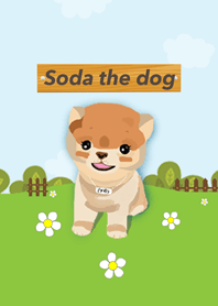 Soda The Dog
