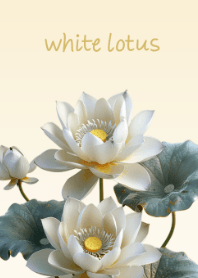 Elegant White Lotus-2(Japan)