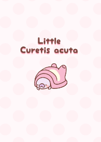 Little Curetis acuta!