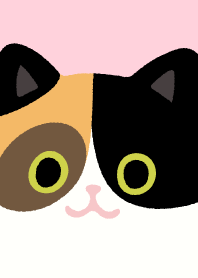 calico cat so cute_Pink1