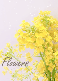 Gentle and refreshing blossoms5.