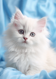 Cute Kitten #02
