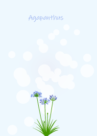 June birth flower,Agapanthus